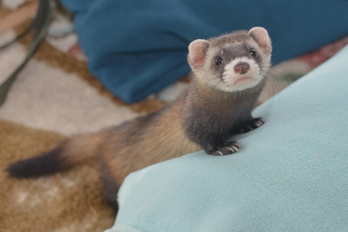 Хорек коричневый