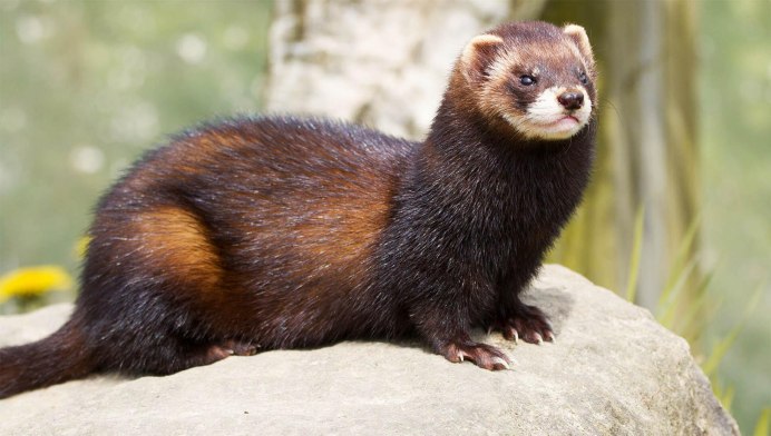 Лесной хорек фото коричневый