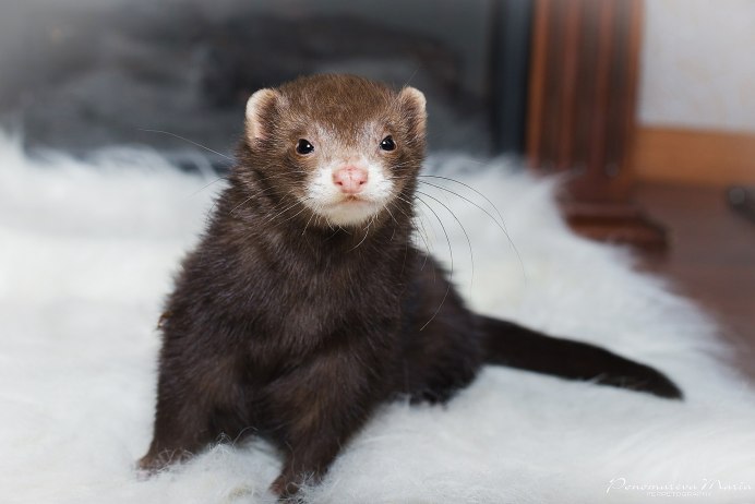 Хорек окрас шоколад