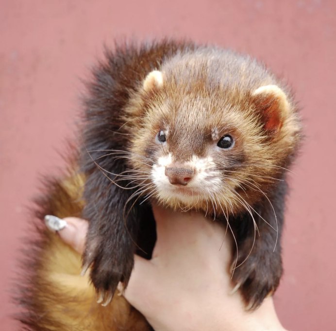 Кавказская европейская норка