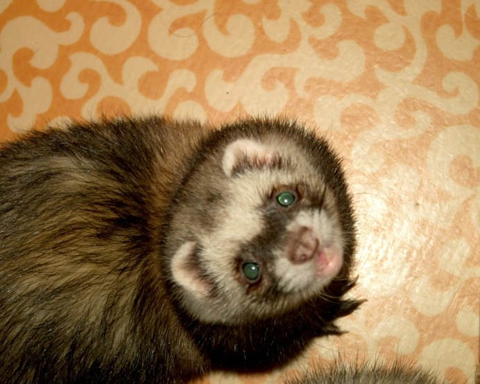 Кавказская европейская норка Mustela lutreola turovi