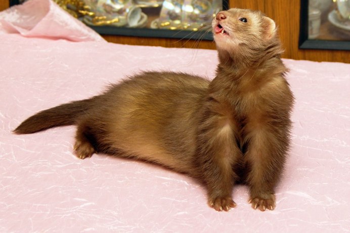 Лесная норка