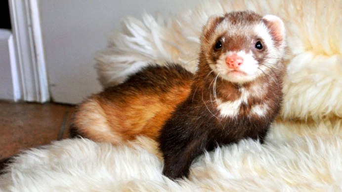 Ласка (Mustela nivalis)