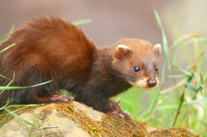 Северная европейская норка