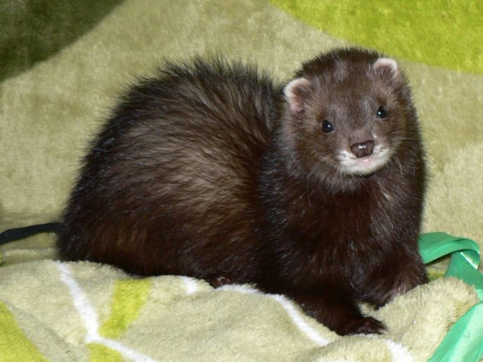 Фретка это полуангора