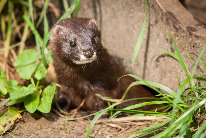 Куница ласка горностай