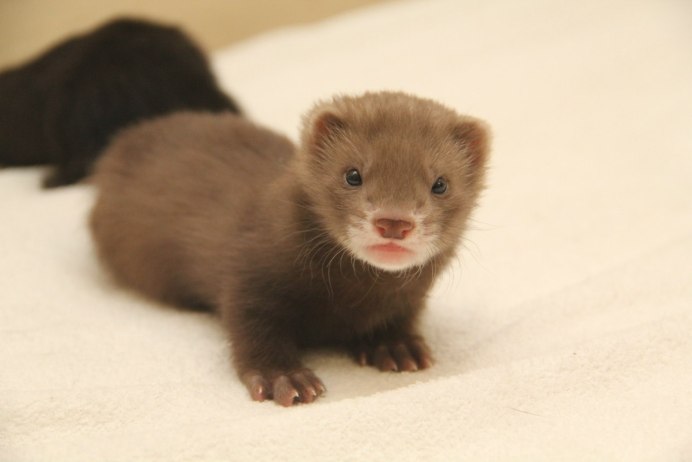 Хорёк шоколадный