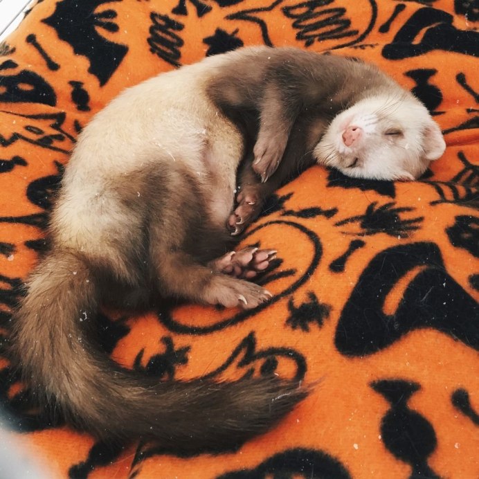 Американская норка