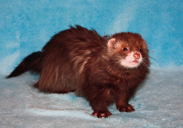 Фретка ангора