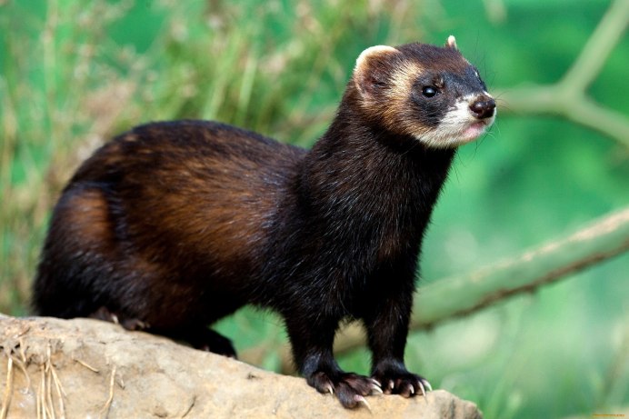 Хорь коричневый