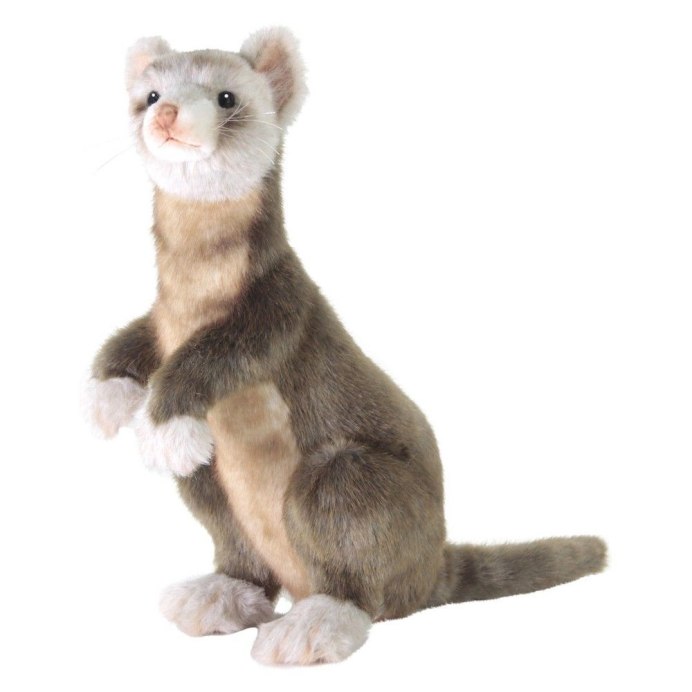 Хорек окрас циннамон