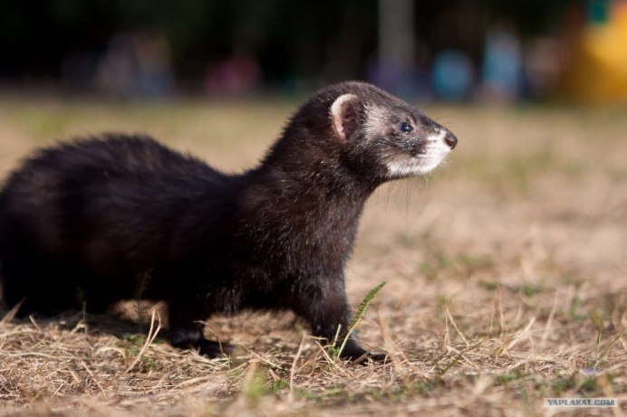 Животные семейства куньих