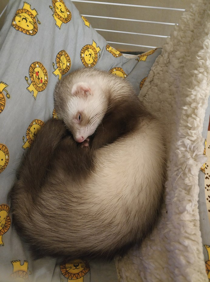 Hansa хорек коричневый, 32 см