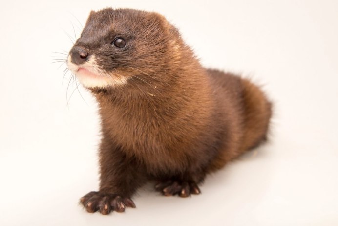 Хонорик и хорек