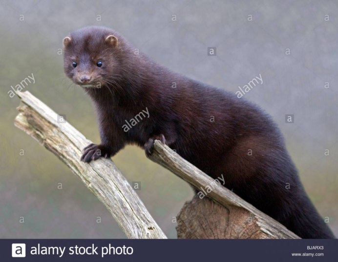 Хорёк Хонорик щенки