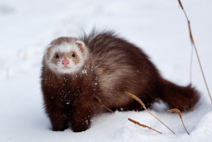 Фретка циннамон