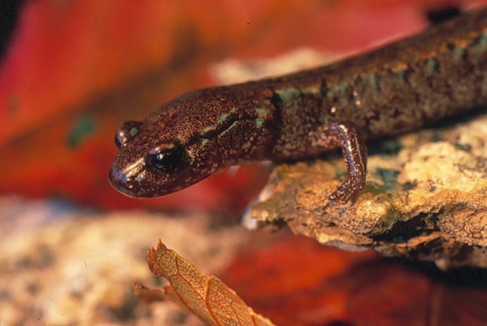 Cave Salamander (Eurycea lucifuga)
