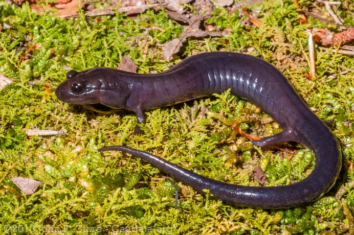 Plethodon welleri