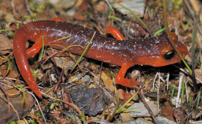Tylototriton SHANJING