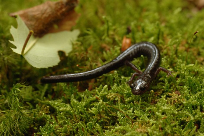 Eurycea guttolineata
