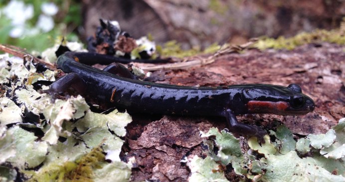 Thorius arboreus