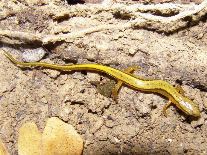 Aneides lugubris