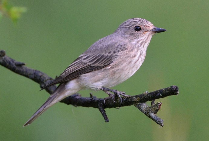 Мухоловка серая – Muscicapa striata (Pallas, 1764)