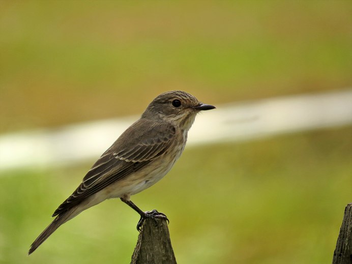 Мухоловка серая – Muscicapa striata (Pallas, 1764)