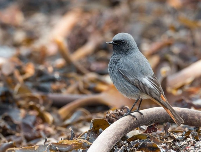 Серый Дрозд (Grey Catbird)