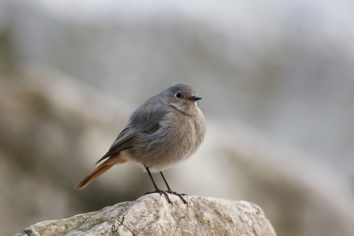 Gray Catbird птица