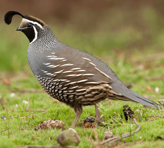 Калифорнийский Quail