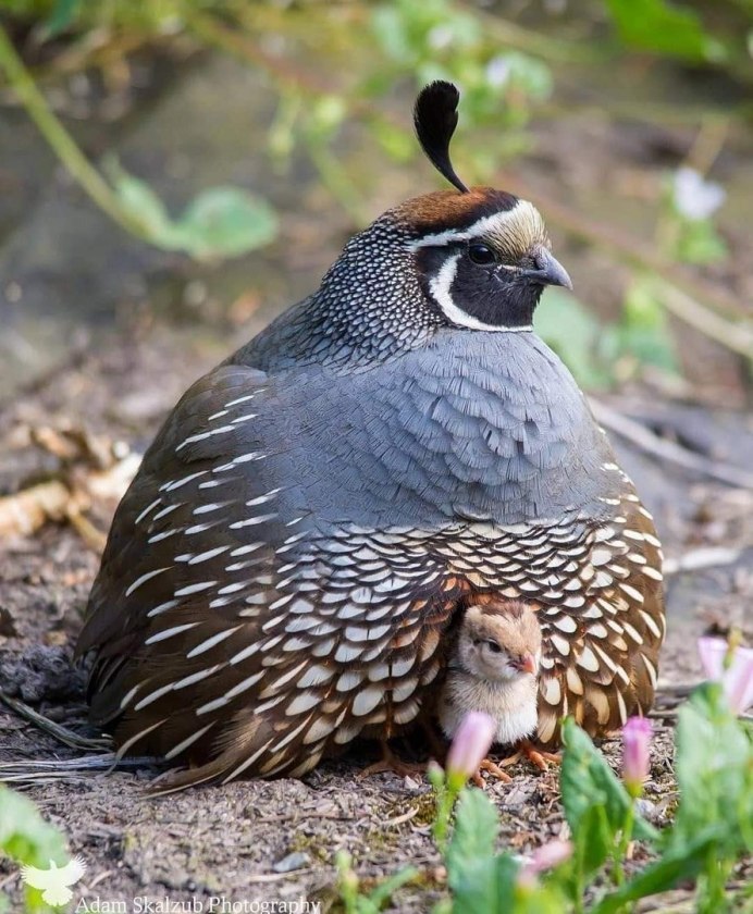 Turkey and Quail