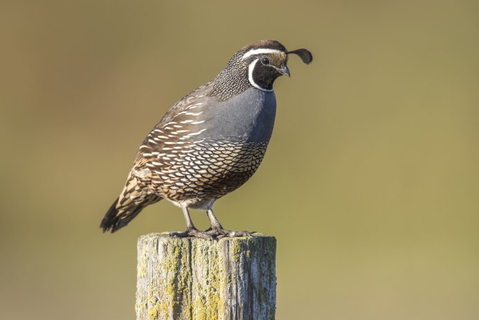 California Valley Quail