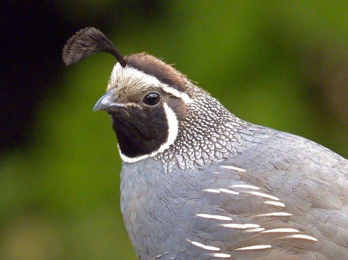 Калифорнийский Quail