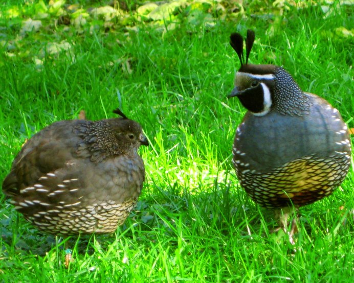 California Quail