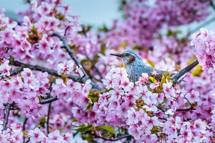 Природа птицы