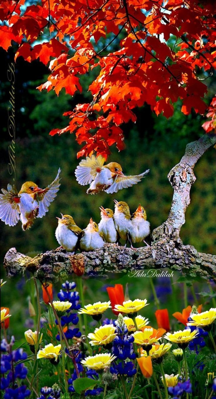 Природа птицы