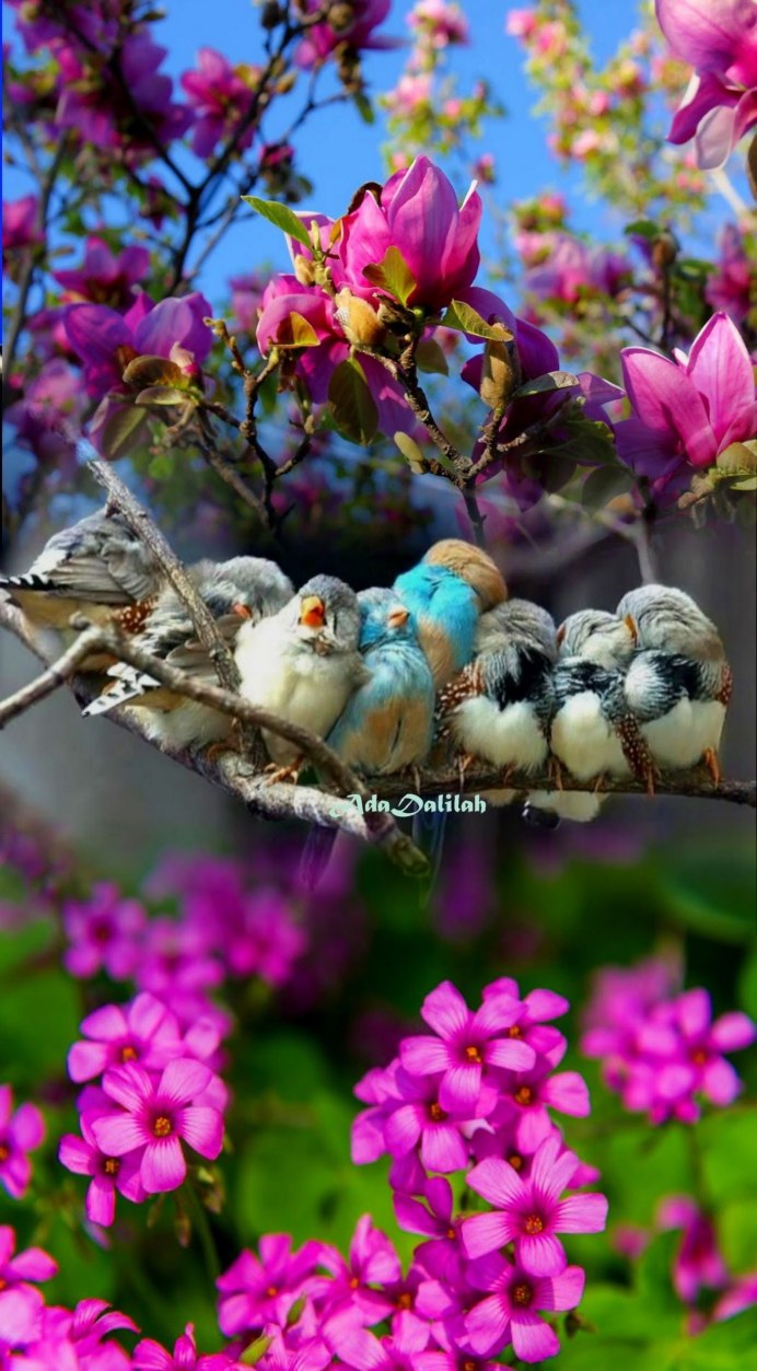 Природа птицы