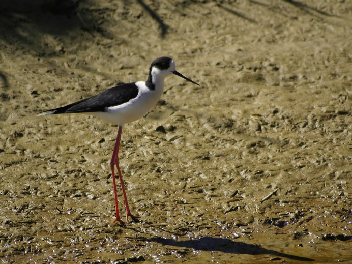 Большой веретенник - Limosa Limosa