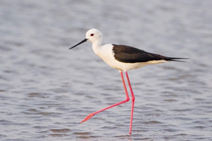 Ходулочник (himantopus himantopus)