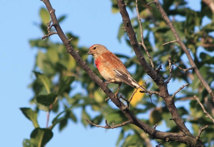 Певчие птицы Южного Урала