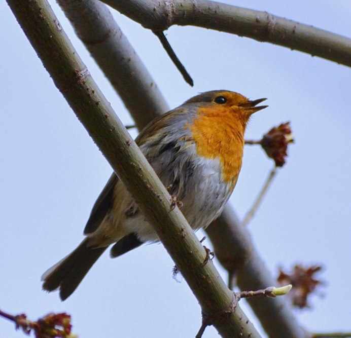Locustella certhiola