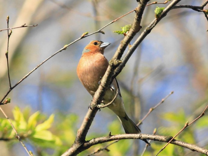 Красногрудая Зарянка