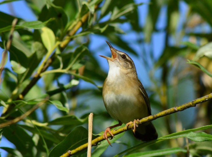 Дрозд деряба