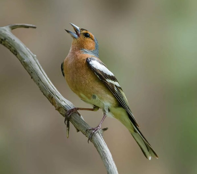 Красногрудые зяблики