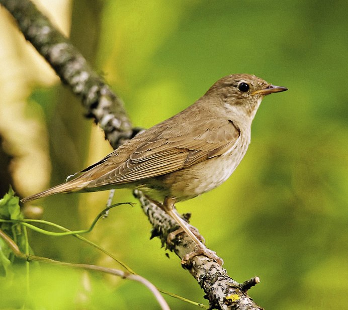 Птицы Зарянка Зяблик Дрозд