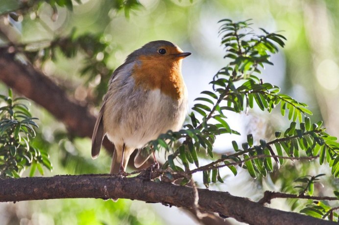 Овсянка обыкновенная птица