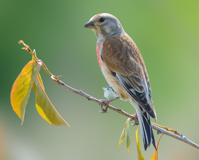 Зяблик (fringilla COELEBS)