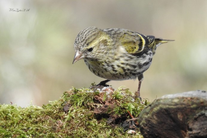 Пересменщица птичка певчая