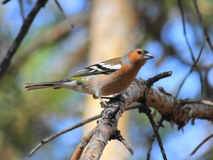 Обыкновенный Соловей